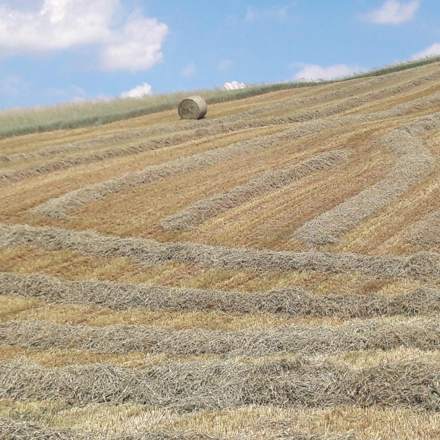 Agriturismo Il Colore Del Grano San Vittore  Eksteriør billede
