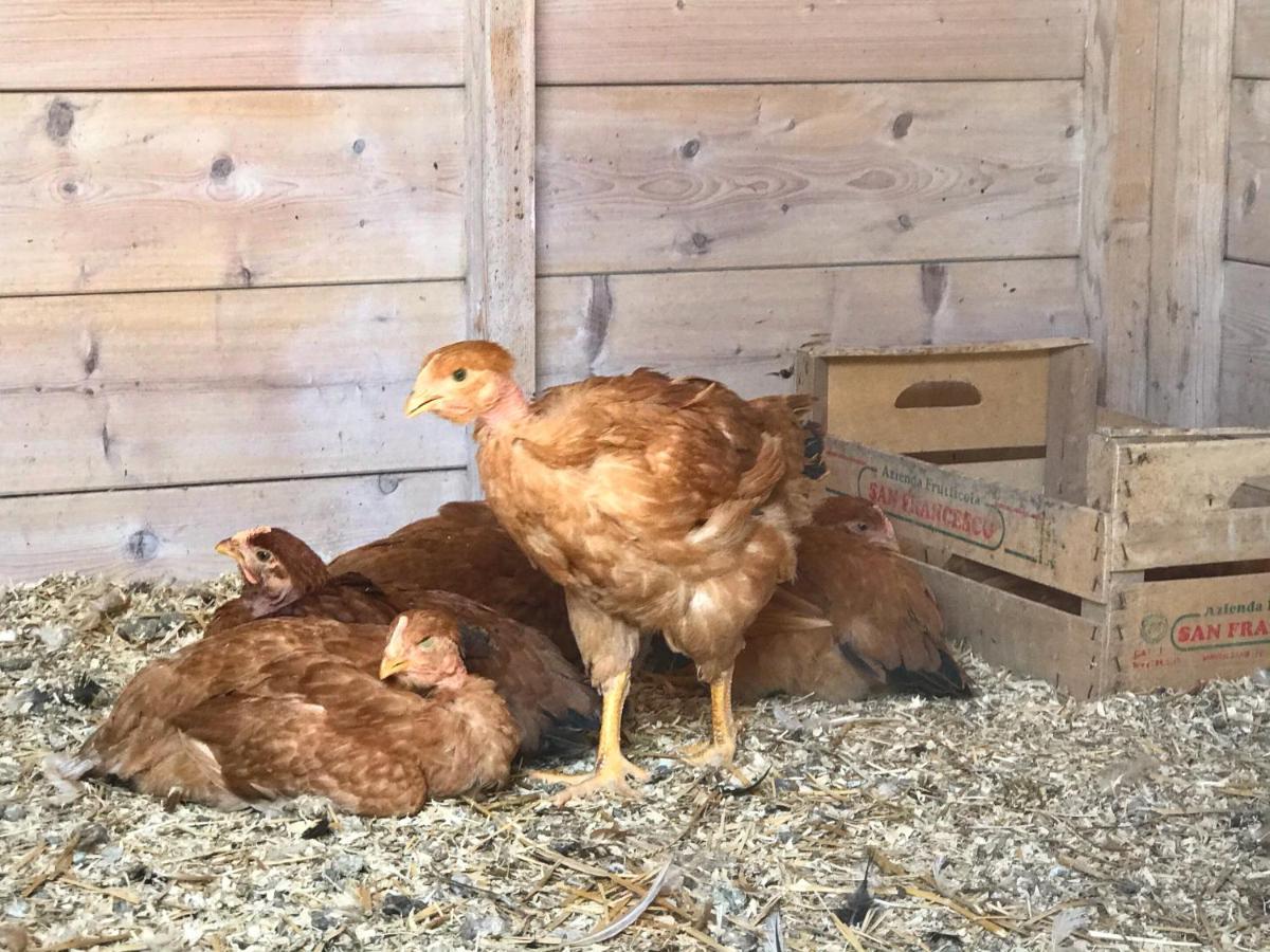 Agriturismo Il Colore Del Grano San Vittore  Eksteriør billede